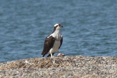 Osprey - Duxbury Beach, MA  - April 25, 2014