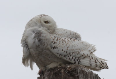 Snowy Owl - Duxbury Beach, MA - April 29, 2014