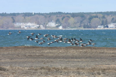 Brant (Pale-bellied) - Duxbury Beach, MA - April 29, 2014