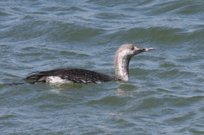 Red-throated Loon - Duxbury Beach, MA - April 29, 2014 (early molt - note glimpse of red at base of neck)