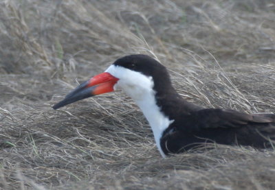 Black Skimmer - Duxbury Beach, MA - May 18, 2014 (pix 1 of 4)