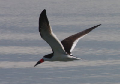Black Skimmer - Duxbury Beach, MA - May 18, 2014 (pix 3 of 4)