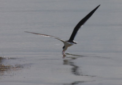 Black Skimmer - Duxbury Beach, MA - May 18, 2014 (pix 2 of 4)