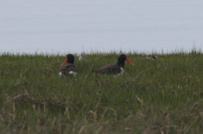 American Oysercatchers - Duxbury Beach, MA - May 18, 2014