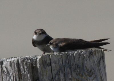Bank Swallows - Duxbury Beach, MA - May 21, 2014