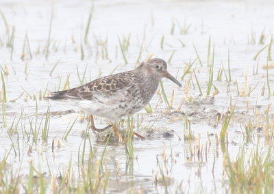 Purple Sandpiper - Duxbury Beach, MA - May 22, 2014