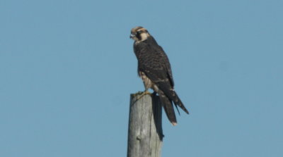 Peregrine Falcon (juv) - Duxbury Beach, MA  -  September 23, 2014