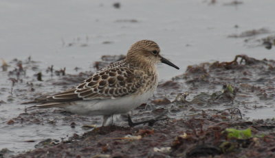 Baird's Sandpiper - Duxbury Beach, MA - Oct 3 2014
