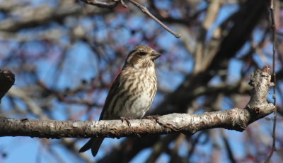 Purple Finch - Duxbury Beach, MA - October 25, 2014   - my first ever out on the beach