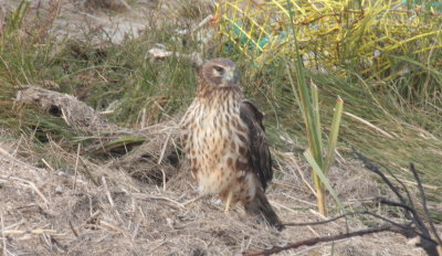 Northern Harrier (female ) -  Duxbury Beach, MA  -  November 9, 2014
