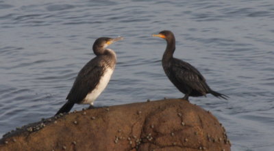 Great Cormorant (juv) with Double-crested Cormorant -  Duxbury Beach, MA  -  November 9, 2014
