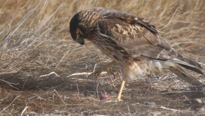 Northern Harrier - Duxbury Beach, MA  - November 21, 2014   (with prey - note foot & claws)