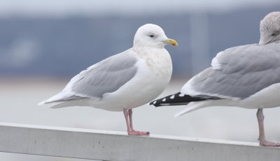 Iceland/Kumlien's Gull - Plymouth, MA - December 11, 2014 - first of season