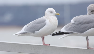 2014 Birds - not taken on Duxbury Beach