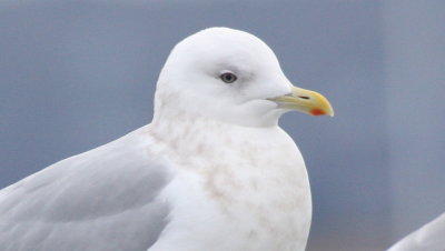 Iceland/Kumlien's Gull - Plymouth, MA - December 11, 2014 - close up