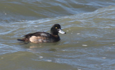 150120 IMG_4332.jpg G Scaup bayside nr bridge - despite head shape.jpg