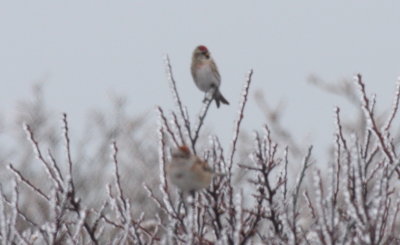 150115 IMG_4125.jpg Redpoll w Tree Sp. roadside.jpg