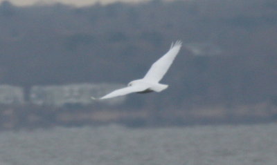 150114 IMG_3868.jpg New white owl -airborne over bay nr 1xover.jpg