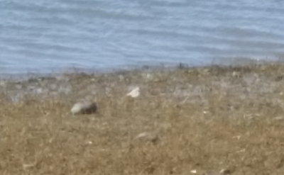 Piping Plover (1st of year) - Duxbury Beach (MA) - March 16, 2015