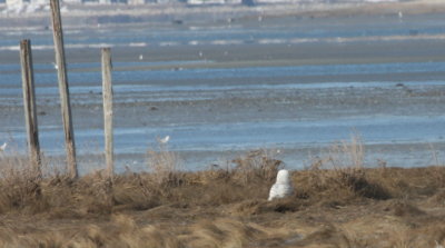 Snowy Owl - Duxbury Beach, MA - March 24, 2015   (1st of 3 today)