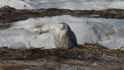 Snowy Owl - Duxbury Beach, MA - March 24, 2015   (2nd of 3 today)