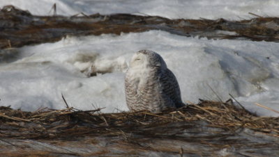 Snowy Owl - Duxbury Beach, MA - March 24, 2015   (2nd of 3 today)