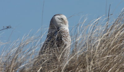 Snowy Owl  -  Duxbury Beach, MA  --  March 31, 2015