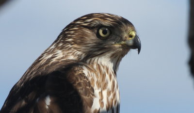 Cooper's Hawk (head shot)  --  March 31, 2015