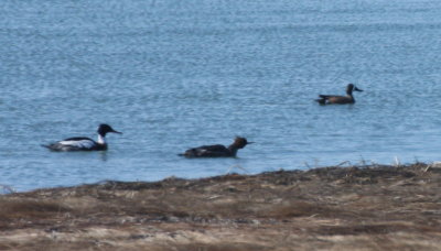 Blue-winged Teal  -  Duxbury Beach, MA  --  March 31, 2015