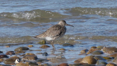 Willet - Duxbury Beach, MA - April 25, 2015 -  First of year