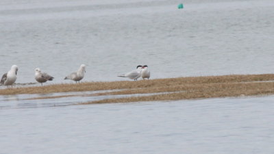 Caspian Terns  -  Duxbury Beach, MA  -  April 30, 2015