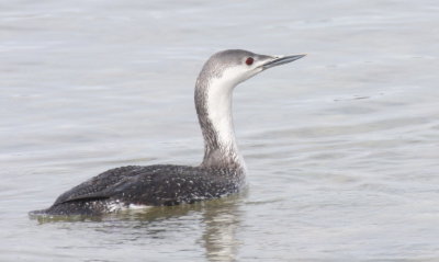 Red-throated Loon (basic pumage) -  Duxbury Beach, MA  -  April 30, 2015