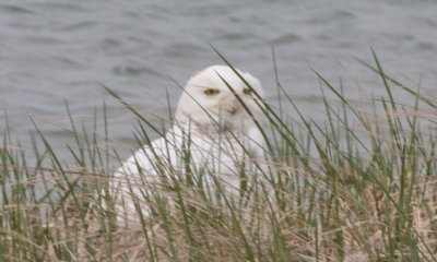 Snowy Owl  -  Duxbury Beach, MA  --  April 28, 2015  [3 of 3]