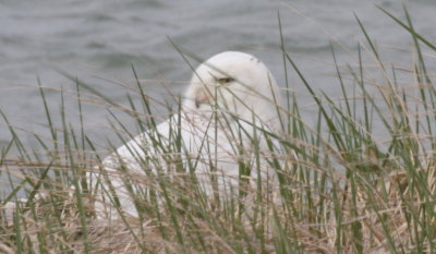 Snowy Owl  -  Duxbury Beach, MA  --  April 28, 2015  [2 of 3]