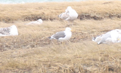 Lesser Black-backed Gull  -  Duxbury Beach, MA  --  April 28, 2015