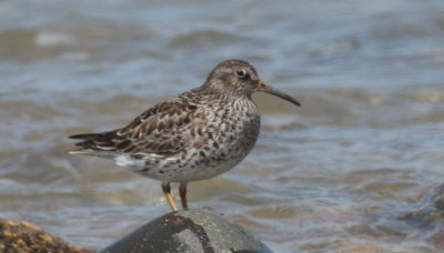Purple Sandpiper at Boathole - Duxbury Beach, MA  -  May 18, 2015  [pix 1 of 2]