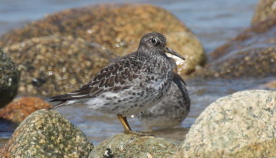 Purple Sandpiper at Boathole - Duxbury Beach, MA  -  May 18, 2015  [pix 2 of 2]