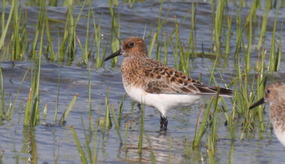 Sanderling - Duxbury Beach  - May 25, 2015  [pix 1 of 2]