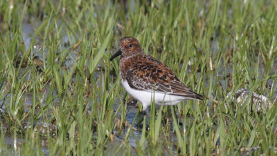 Sanderling - Duxbury Beach  - May 25, 2015  [pix 2 of 2]   