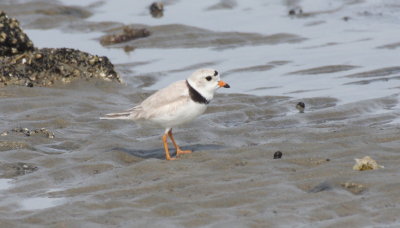 Piping Plover - Duxbury Beach, MA - May 25, 2015