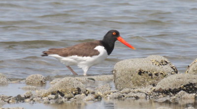 American Oystercatcher - Duxbury Beach, MA - May 25, 2015