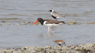 Spring migrants at Crescent beach - Duxbury Beach, MA -- Oystercatcher, Dunlin, Black-b Plover