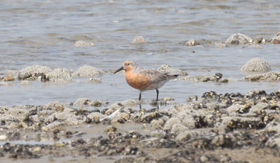 Red Knot - Duxbury Beach, MA - May 25, 2015  - 1st of year  [pix 1 of 2]