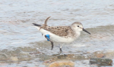 Flagged Semipalmated Sandpiper - Duxbury Beach, MA - May 27, 2015