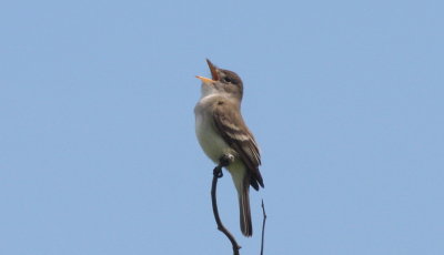 150613 IMG_8194.jpg   Willow Flycatcher at Gurnet - heard often.jpg