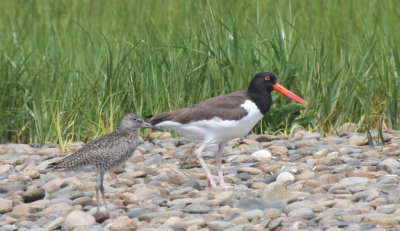 150613 IMG_8252.jpg AMOY at HP with Willet.jpg