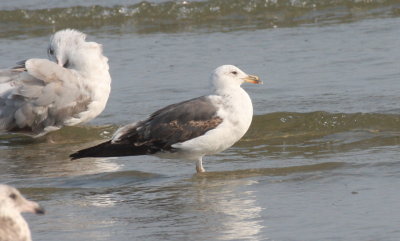 Lesser Black-backed Gull (2nd cycle) - Duxbury Beach, MA (Crescent Beach - Plymouth) - July 12, 2015
