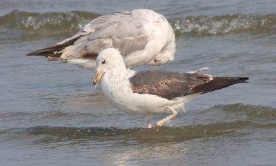 Lesser Black-backed Gull (2nd cycle) - Duxbury Beach, MA (Crescent Beach - Plymouth) - July 12, 2015