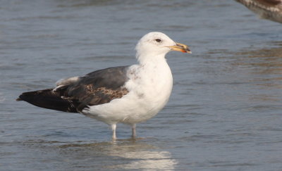 Lesser Black-backed Gull (2nd cycle) - Duxbury Beach, MA (Crescent Beach - Plymouth) - July 12, 2015
