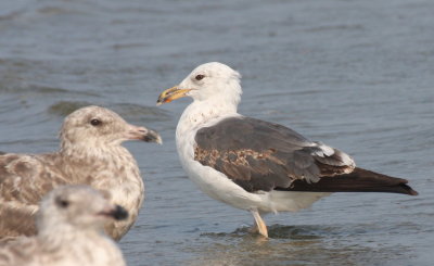 Lesser Black-backed Gull (2nd cycle) - Duxbury Beach, MA (Crescent Beach - Plymouth) - July 12, 2015
